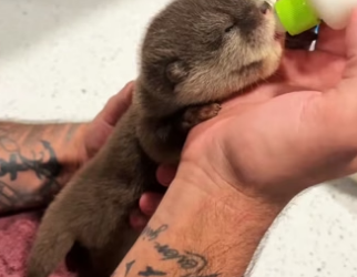 H0205001 kind couple rescued baby otter trapped under ice adopt (Part 2)