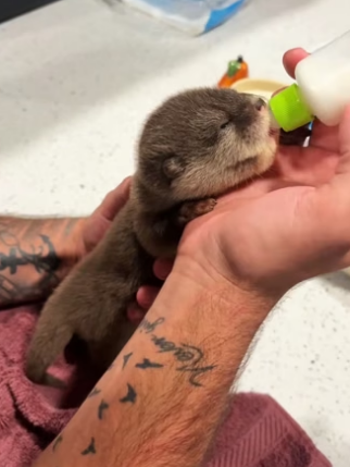H0205001 kind couple rescued baby otter trapped under ice adopt (Part 2)