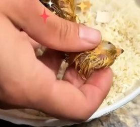H2405008 This woman rescued a cracked chicken egg, and the miracle that followed amazed everyone (Part 2)