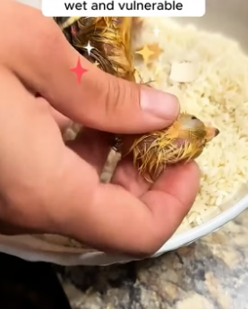 H2405008 This woman rescued a cracked chicken egg, and the miracle that followed amazed everyone (Part 2)