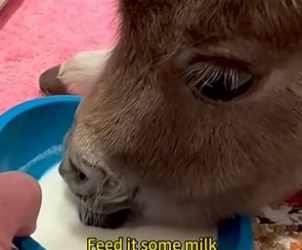 H2405009 Adopt a Weak Mini Pony �� A frail little pony gets a second chance at life thanks to one kind woman (Part 2)