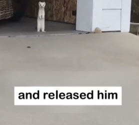 H2405012 Unexpected Friendship �❤️ From a simple rescue to an unbreakable bond… this wild little visitor (Part 2)