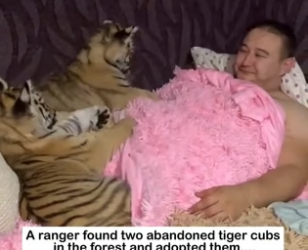 H2405011 Two Cute Big Cats �� Two abandoned tiger cubs are rescued from the wild… and grow up surrounded by (Part 2)