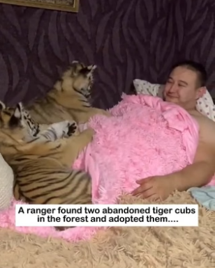 H2405011 Two Cute Big Cats �� Two abandoned tiger cubs are rescued from the wild… and grow up surrounded by (Part 2)