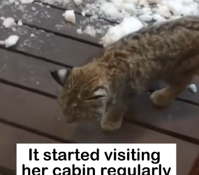 H2405001 Surprise Gift �� After being rescued, a wildcat keeps returning with mysterious little “gifts” for (Part 2)