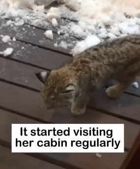 H2405001 Surprise Gift �� After being rescued, a wildcat keeps returning with mysterious little “gifts” for (Part 2)