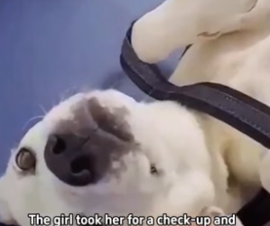 H2405004 Abandoned Pregnant Dog � A pregnant dog mom was cruelly abandoned, but loving rescuers gave her and (Part 2)
