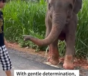 H2405007 Elephant Remembers❤️Rescued Elephant Runs Back to Her Human Mom… Every Year (Part 2)