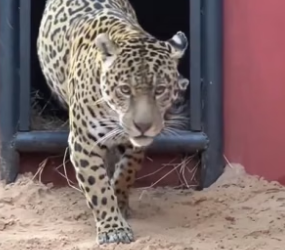 H2405002 Jaguar Stuck in a Tree… No Way Down �� But They Helped ❤️ This powerful animal was trapped and cou (Part 2)
