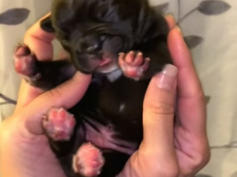H0205002Rescue puppy (Part 2)