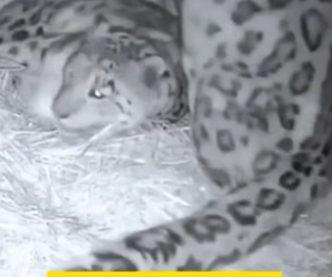H2405003 Pregnant Snow Leopard �A rare pregnant snow leopard finally found safety and care when kind humans (Part 2)