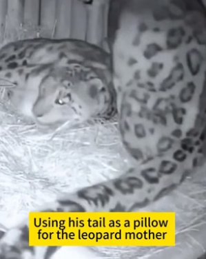 H2405003 Pregnant Snow Leopard �A rare pregnant snow leopard finally found safety and care when kind humans (Part 2)
