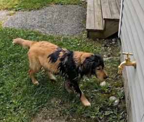 H2405003 A man pours paint over a puppy and drives away. An orange cat witnesses the cruelty and rushes after (Part 2)