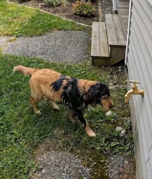H2405003 A man pours paint over a puppy and drives away. An orange cat witnesses the cruelty and rushes after (Part 2)