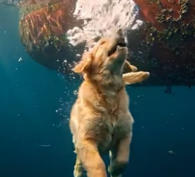 H2405002 As a puppy teeters on the brink of falling overboard, a man lunges forward and catches it (Part 2)