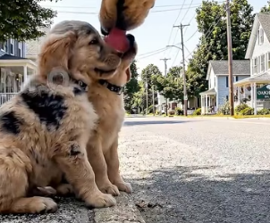 H2405012 A cruel man sprays paint on puppies. Their mother, watching from a distance, rushes to their side an (Part 2)