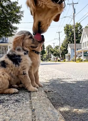 H2405012 A cruel man sprays paint on puppies. Their mother, watching from a distance, rushes to their side an (Part 2)