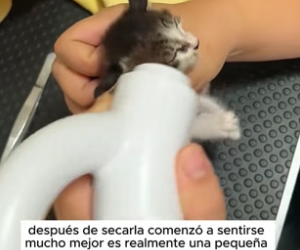 R0603003 On my way home, found kitten, soaking wet, shivering in cold (Part 2)