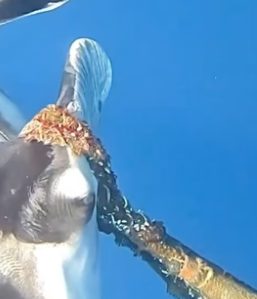 Animales forman los lazos más fuertes (Part 2)