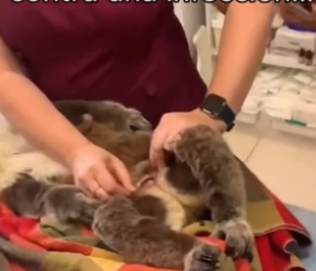 Animales tambien importan ❤️ (Part 2)