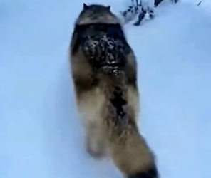 I wasn’t prepared for what this wolf wanted to show me (Part 2)