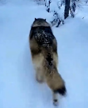 I wasn’t prepared for what this wolf wanted to show me (Part 2)