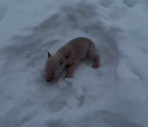 His own mother left him in the snow because he had no fur. What he did three years later broke me (Part 2)