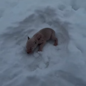 His own mother left him in the snow because he had no fur. What he did three years later broke me (Part 2)