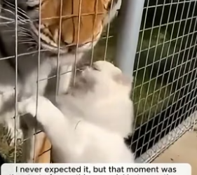 I accidently dropped my cat in the huge Bengal Tiger’s cage and thought it was over (Part 2)
