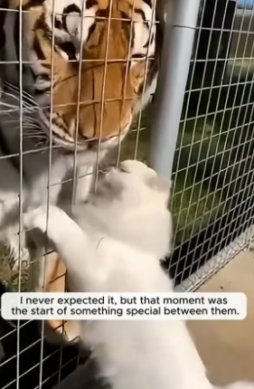 I accidently dropped my cat in the huge Bengal Tiger’s cage and thought it was over (Part 2)