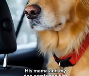 Dog Finds Freezing Leopard Cub And Saves It’s Life (Part 2)