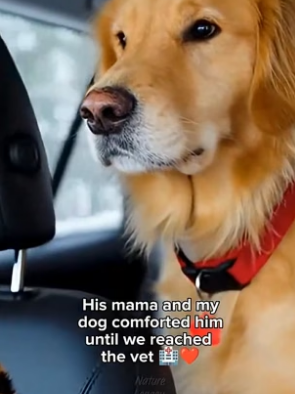 Dog Finds Freezing Leopard Cub And Saves It’s Life (Part 2)