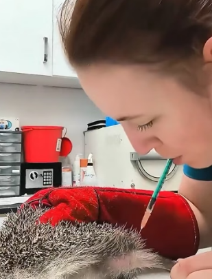 H2605006 The family rescued a tiny hedgehog and cared for it like their own little baby. (Part 2)