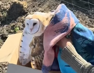 H2605010 Trapped Barn Owl�Owl Trapped in Wire… No Escape (Part 2)