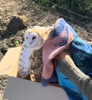 H2605010 Trapped Barn Owl�Owl Trapped in Wire… No Escape (Part 2)