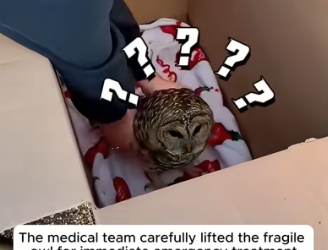 H2605008 This man rescued a helpless owl tangled in barbed wire, and the ending melted everyone’s hearts (Part 2)