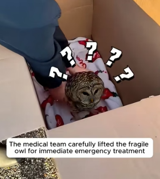 H2605008 This man rescued a helpless owl tangled in barbed wire, and the ending melted everyone’s hearts (Part 2)