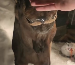 H2605002 Moose Friendship �❄️ After being rescued from the snow, this moose returns in the most surprising (Part 2)