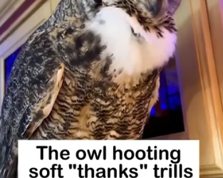 H2605003 Mud Prison SOS �� Trapped and helpless in the mud, this owl had no way out… until a kind human (Part 2)