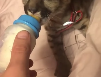 H2605011 Warmth on a Snowy Day ❄️� Found freezing and alone in the snow, a tiny mountain lion cub is saved (Part 2)