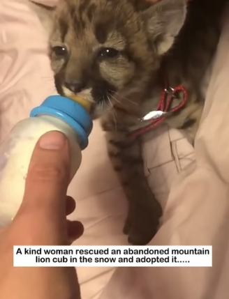 H2605011 Warmth on a Snowy Day ❄️� Found freezing and alone in the snow, a tiny mountain lion cub is saved (Part 2)