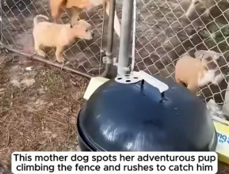 H2605012 When mother dogs love their puppies more than anything else in the world. (Part 2)