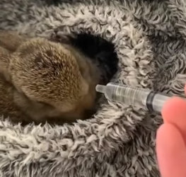H2605001 Dying Bunny… No Hope Left �� But She Didn’t Give Up ❤️This little bunny was close to death… but on (Part 2)