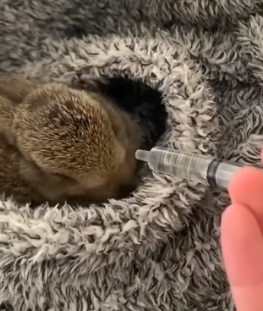 H2605001 Dying Bunny… No Hope Left �� But She Didn’t Give Up ❤️This little bunny was close to death… but on (Part 2)