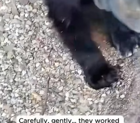 H2605009 This mother bear approached humans for help, creating a moment nobody expected. �❤️✨ (Part 2)