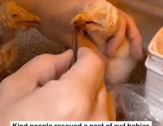 H2605004 Owl Babies Lost Their Mother… Humans Stepped In ��❤️ A whole nest of baby owls needed help (Part 2)