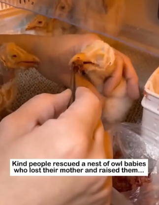 H2605004 Owl Babies Lost Their Mother… Humans Stepped In ��❤️ A whole nest of baby owls needed help (Part 2)