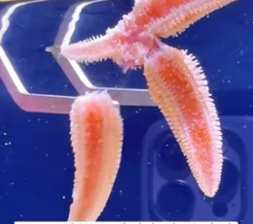 R1603010 A man was surprised to find that his pet starfish had started to shed its tentacles (Part 2)