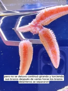 R1603010 A man was surprised to find that his pet starfish had started to shed its tentacles (Part 2)