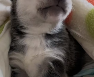 R1603007 I brought a husky home (Part 2)